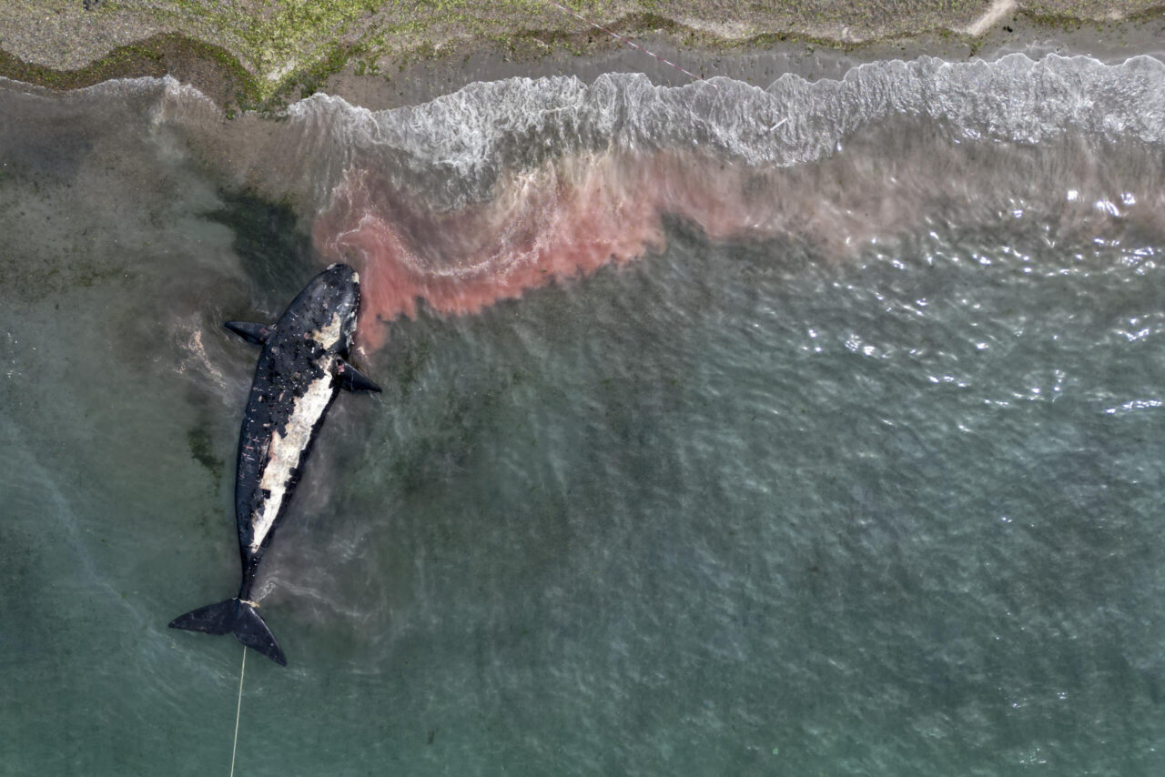 Scientists worried after whale deaths in Argentina