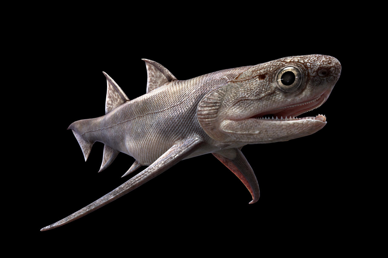 Ancient fish fossils reveal our origins
