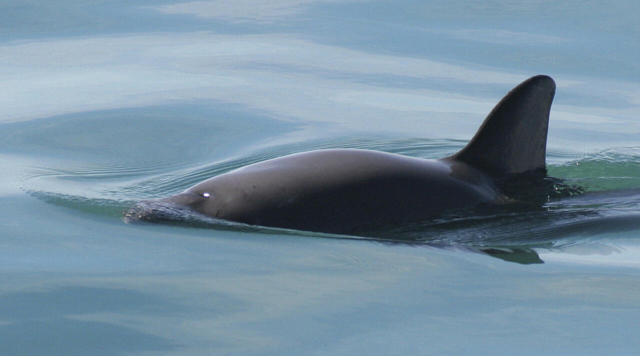 Dead porpoise outside Blekinge was pregnant