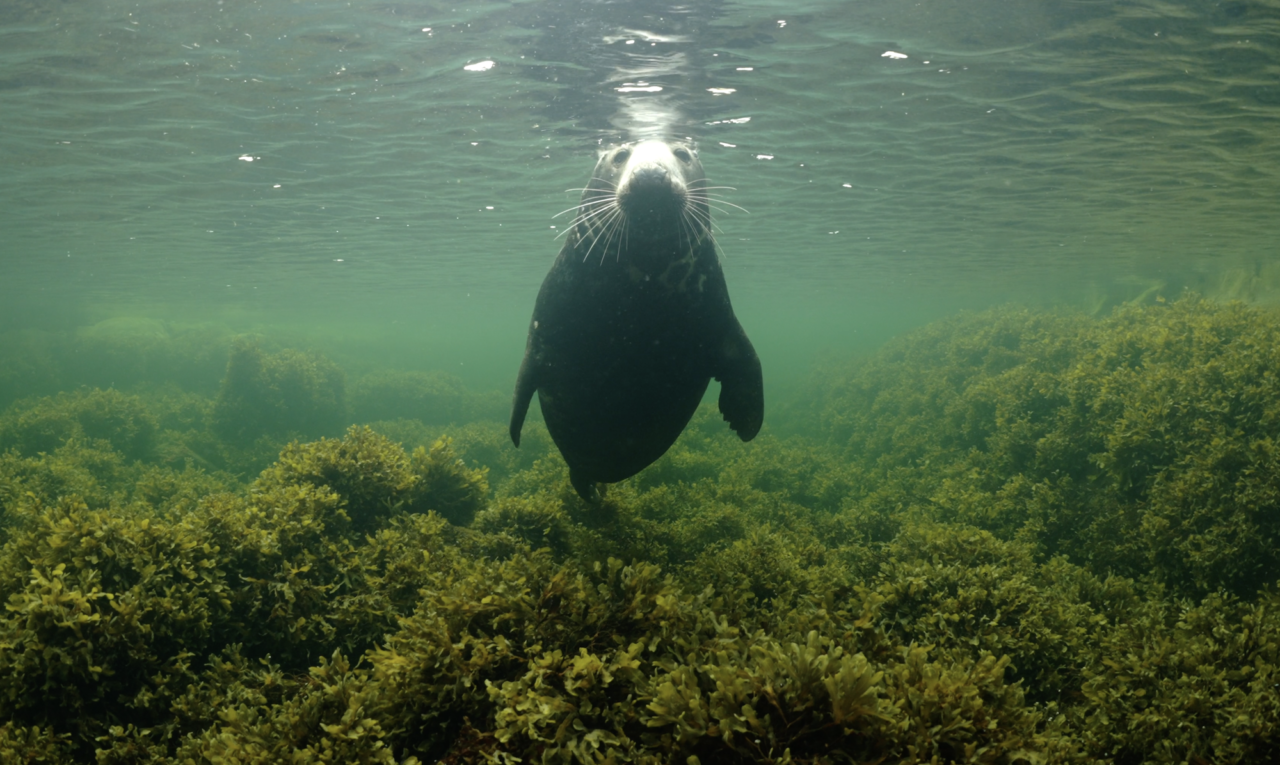 Part 1 – On recording with “The Secret Life of the Seal”