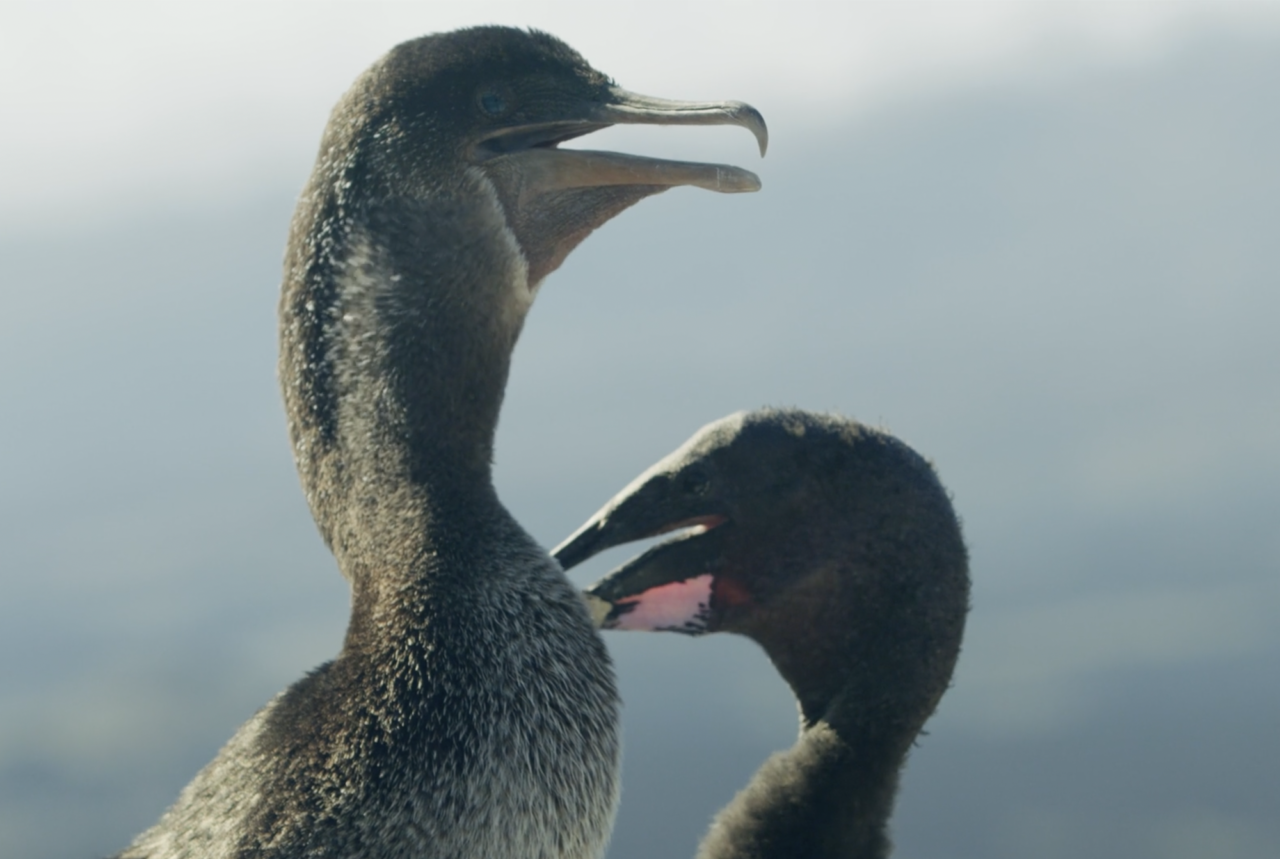 Galapagos – The flightless cormorant