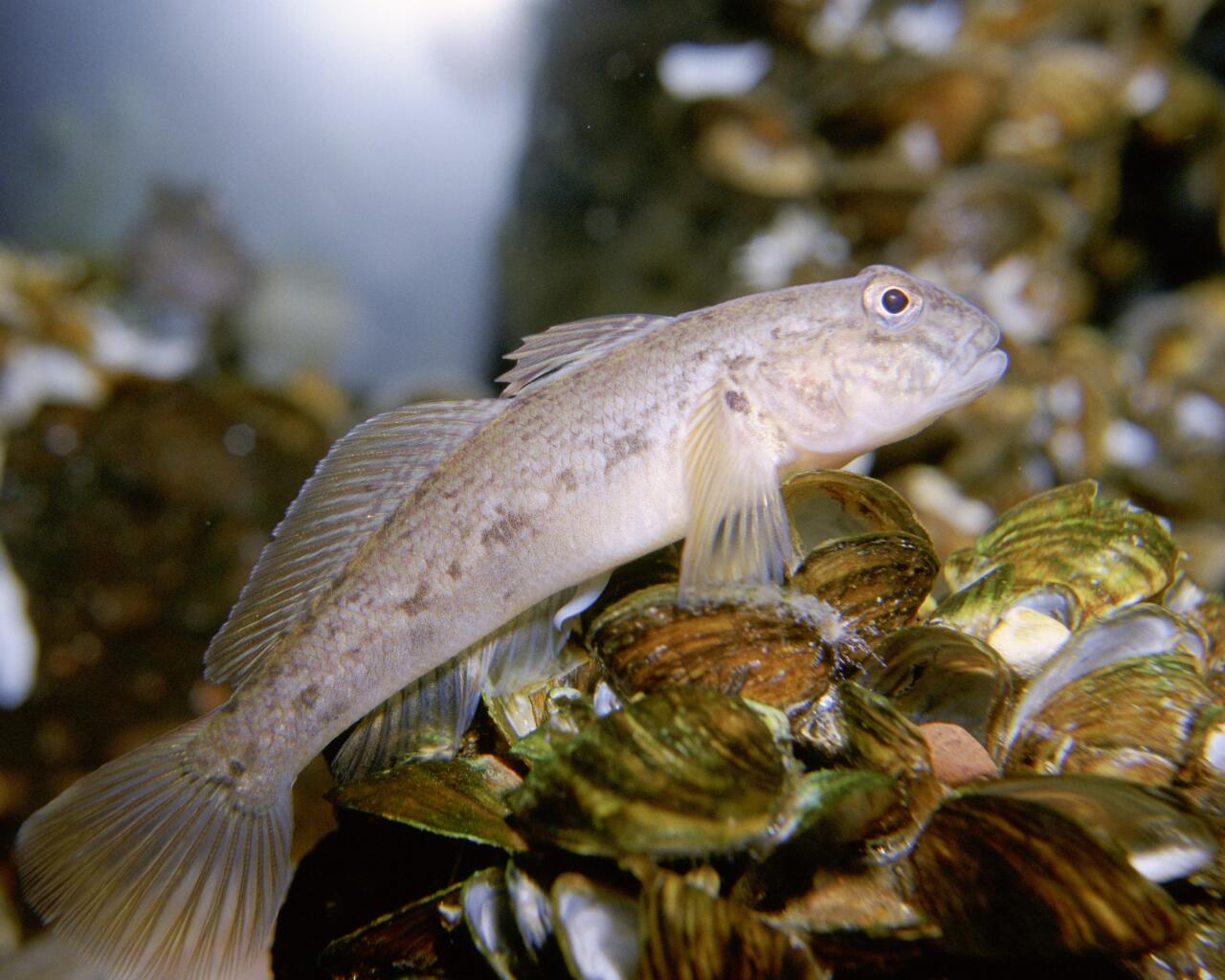 Invasive fish species found off Örnsköldsvik