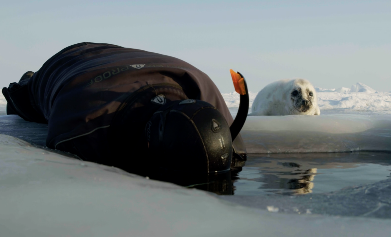 Part 2: Below the ice – in the world of seals