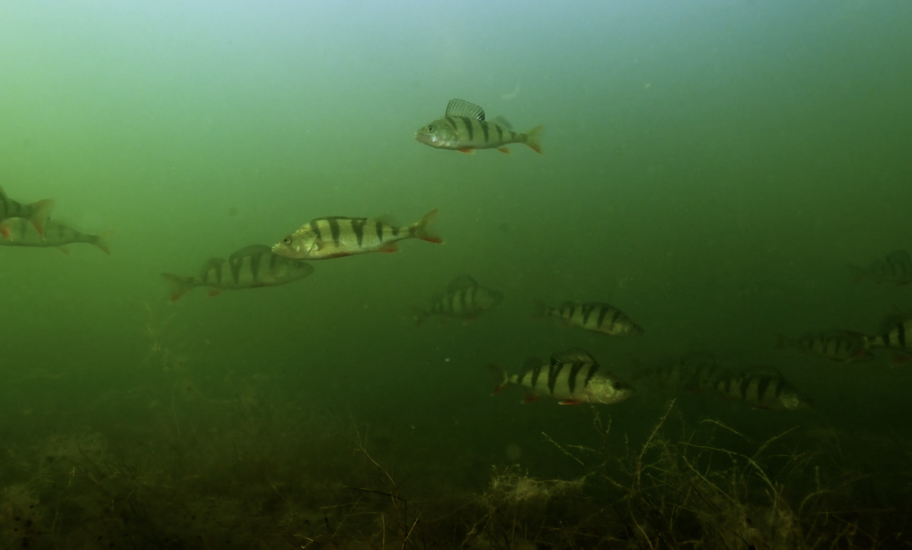 In a warmer sea: What happens to the fish?