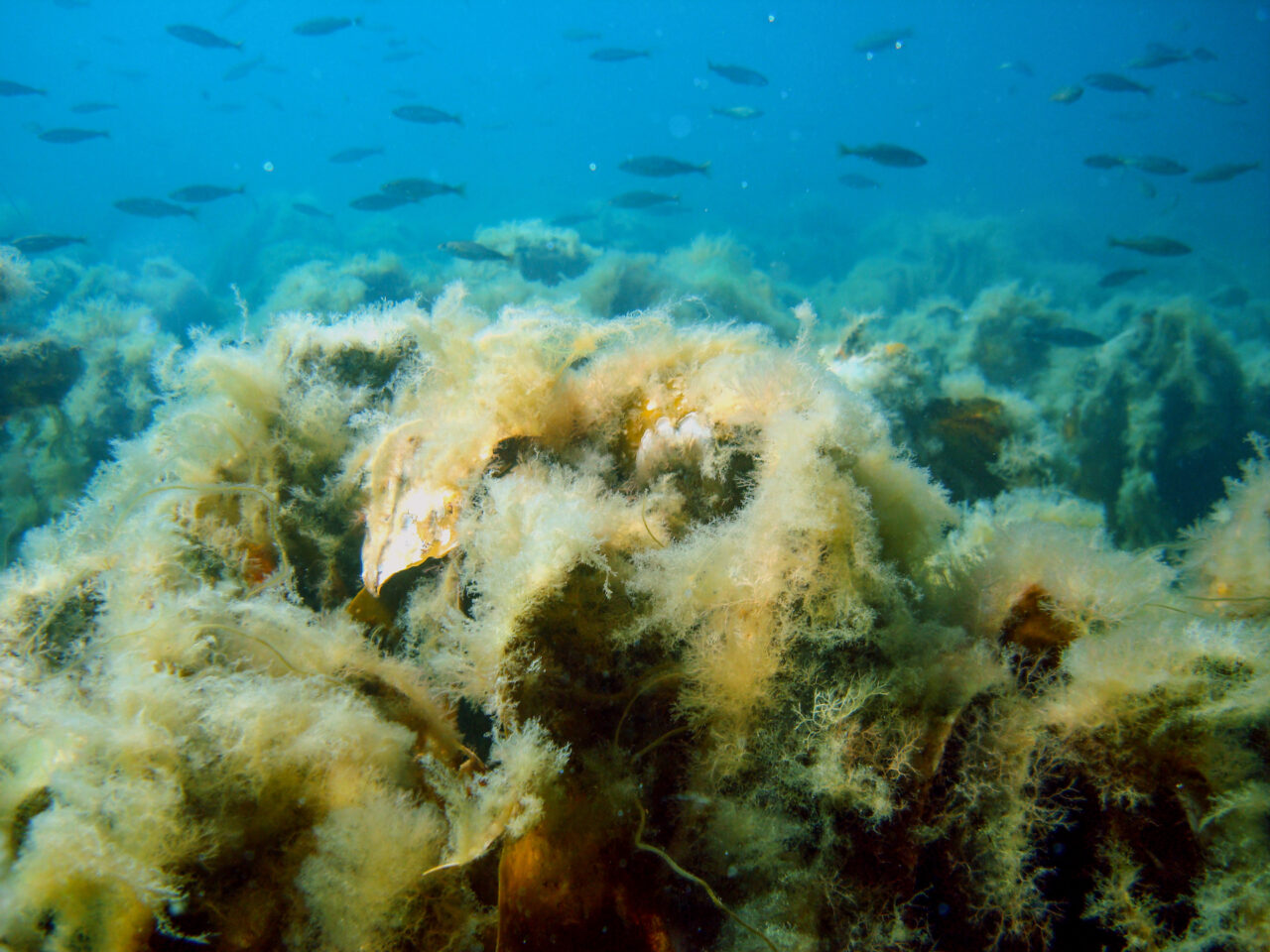 Diving PM leads work for healthy oceans