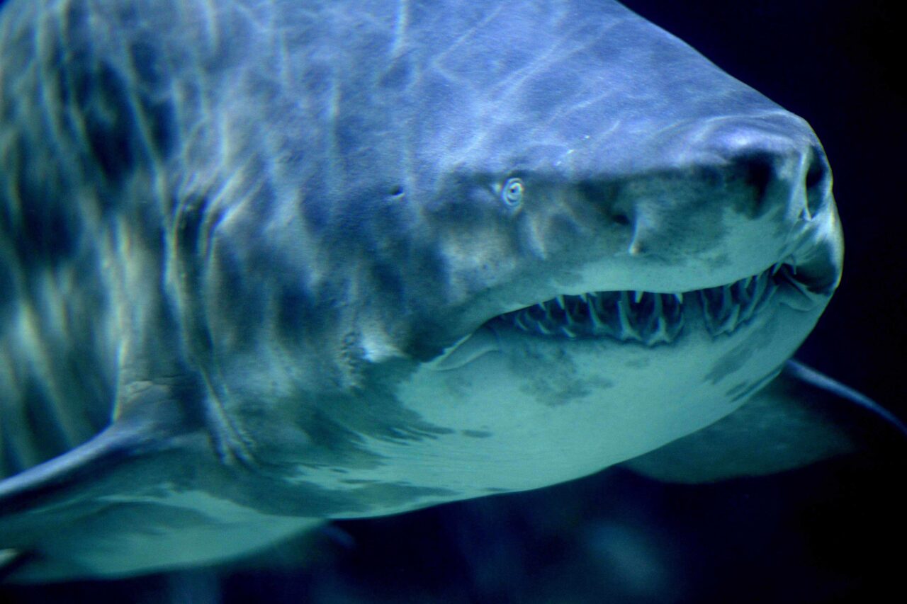 Sharks survey seagrass beds