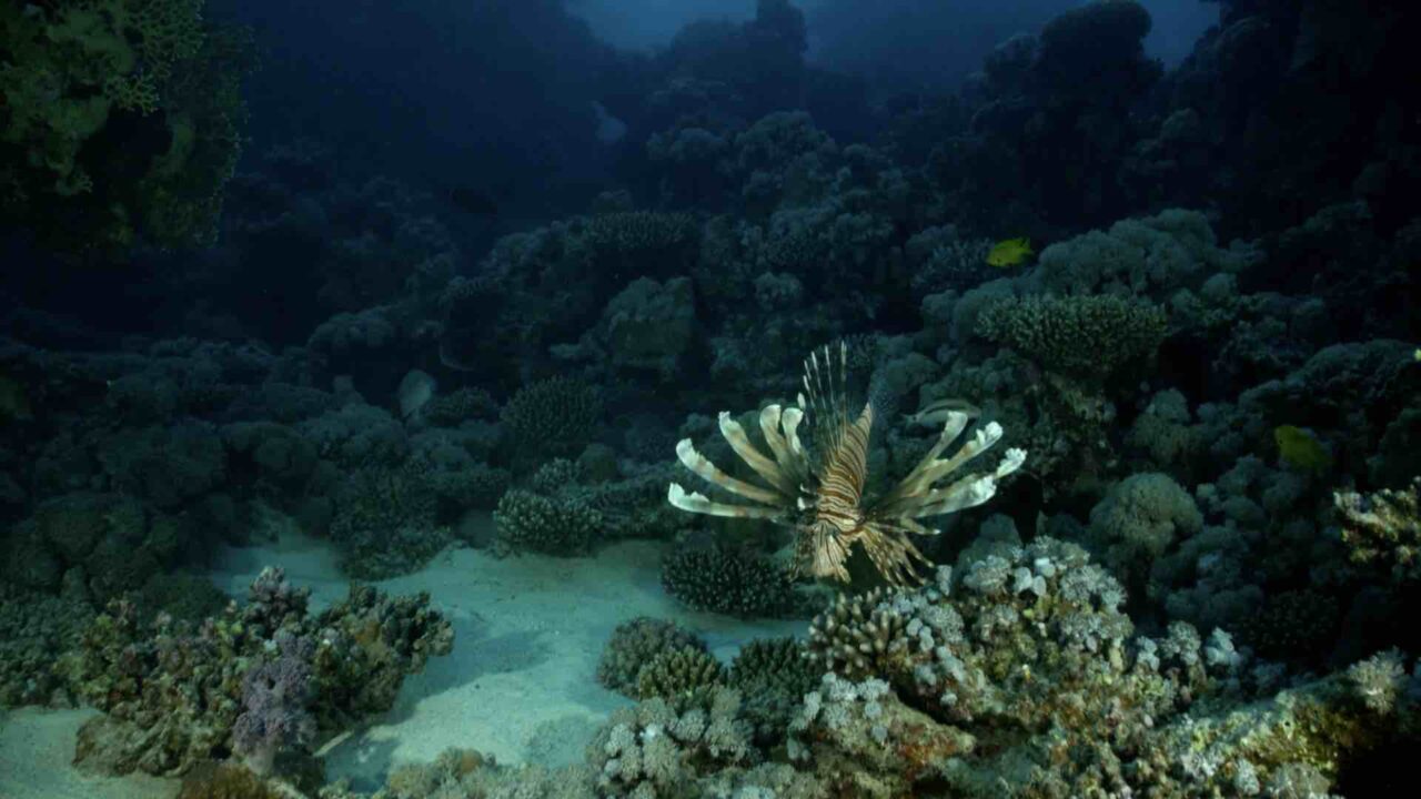 Invasive species: Part 1 – The red lionfish