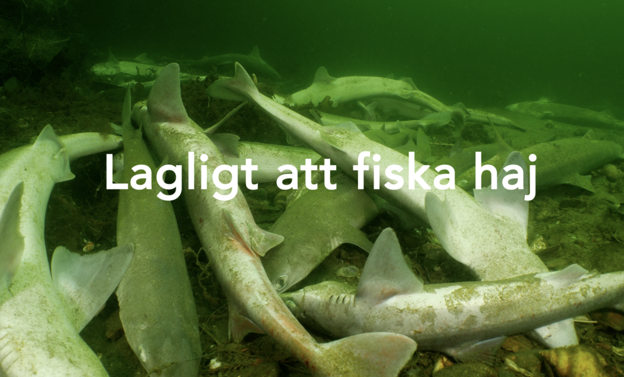 Sweden: spiny dogfish ban lifted
