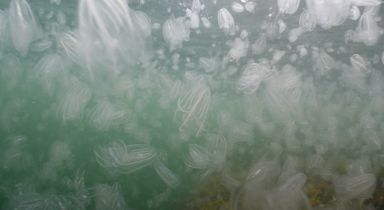 Invasive species part 2 – The comb jelly Mnemiopsis leydyi