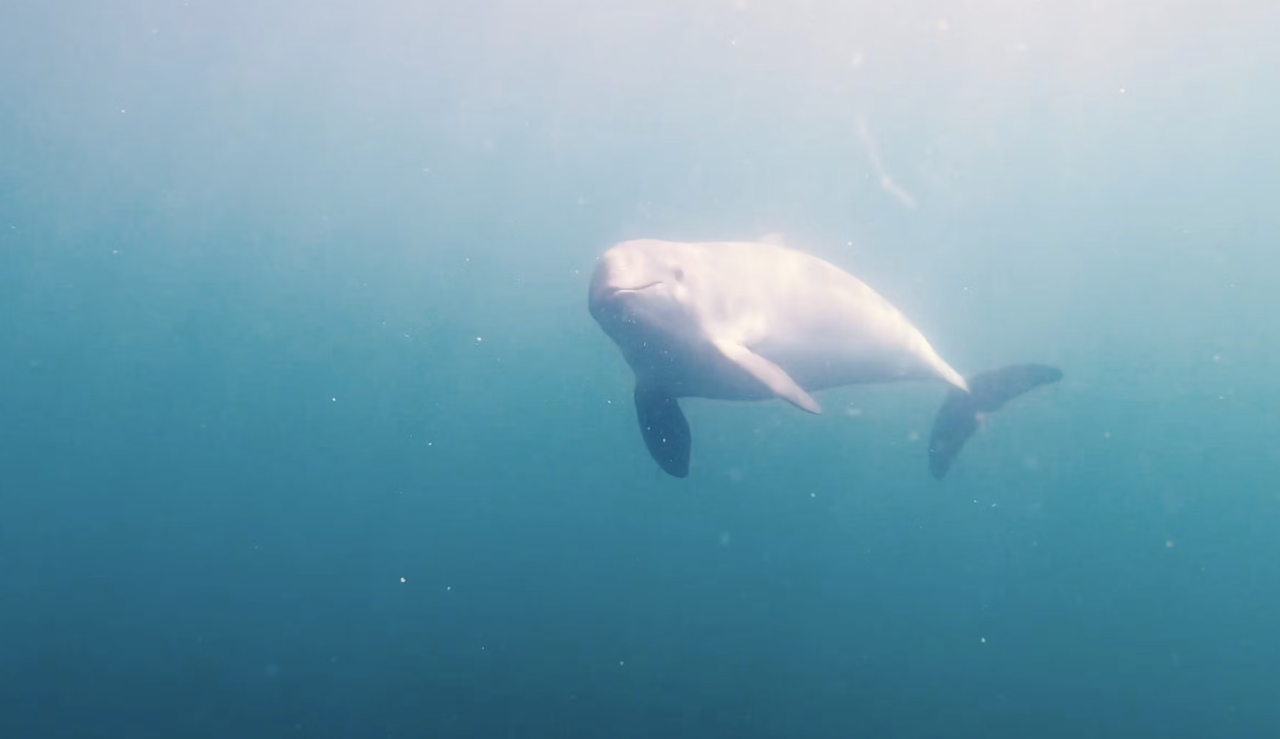 Porpoise – Unique research in Lund, Sweden