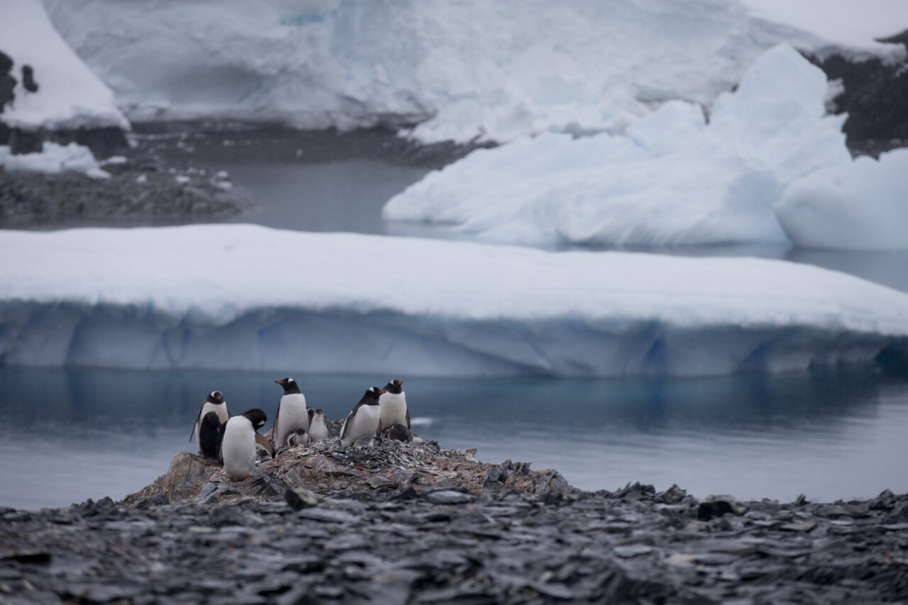 Record small ice sheet in Antarctica