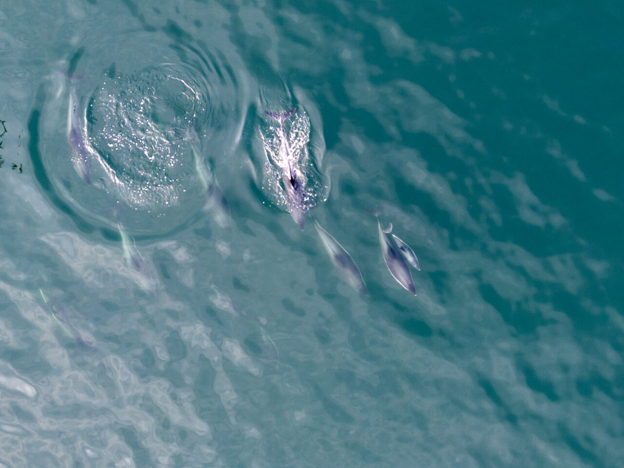 French court: Ban fishing in dolphin areas