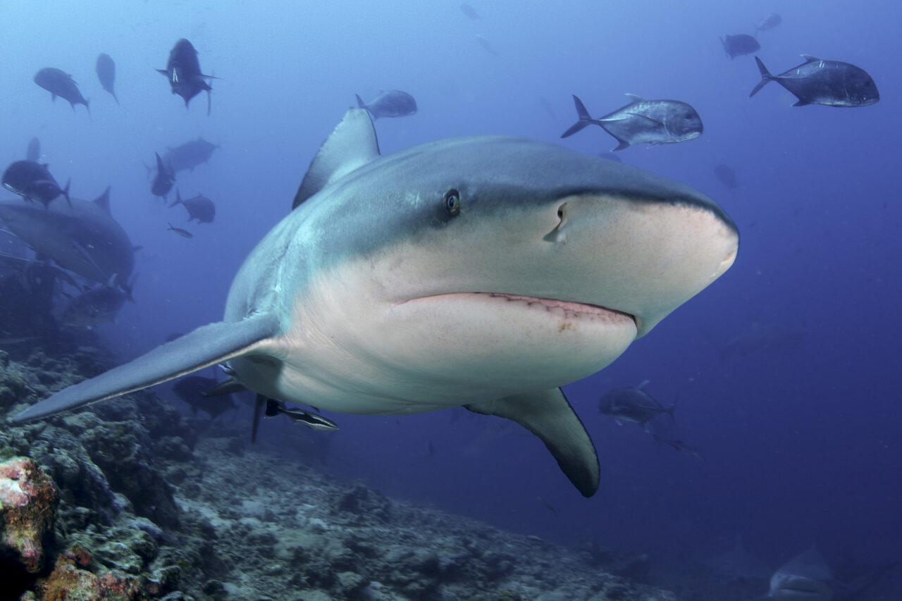 Transmitters placed in the womb can provide information about the young of sharks