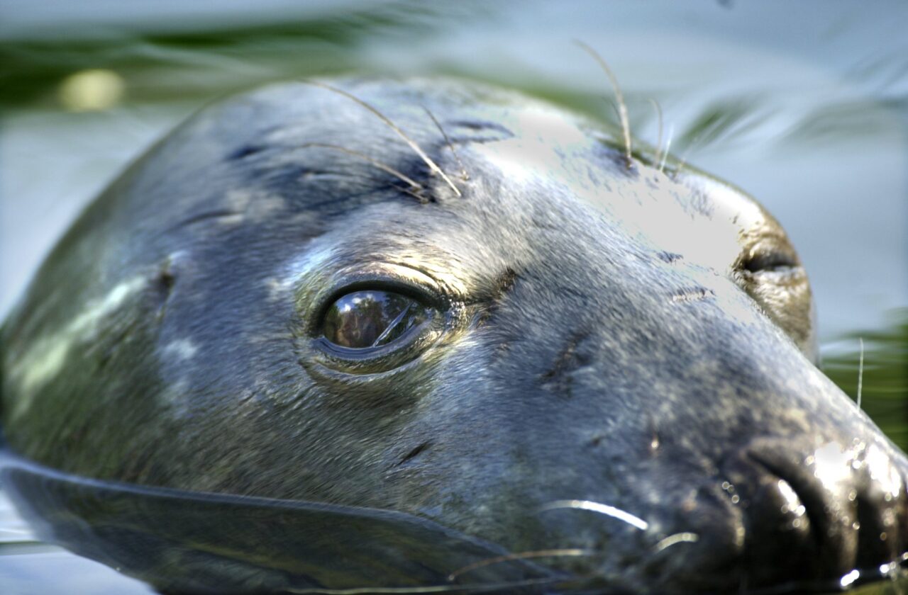 Just over 2100 seals may be shot in this years hunt