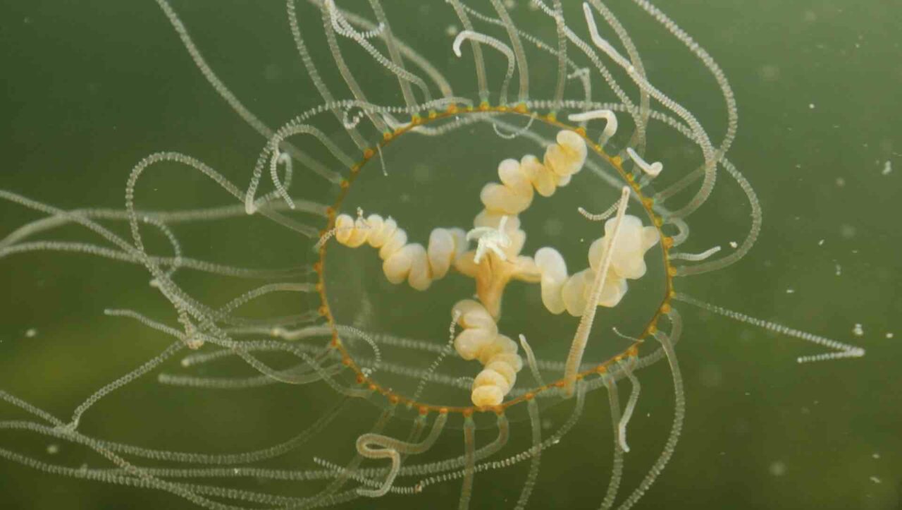 Invasive species part 5 – Clinging Jellyfish – alien but not invasive