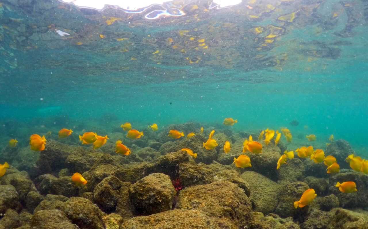Scientists puzzled by record-breaking ocean warmth
