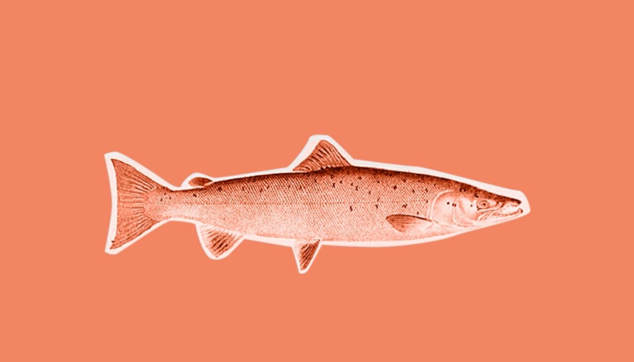 Farmed salmon die of heart disease – Ida Beitnes is investigating why