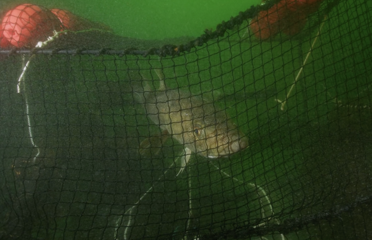 Cod are stressed by being caught – But what do the best catching methods look like?