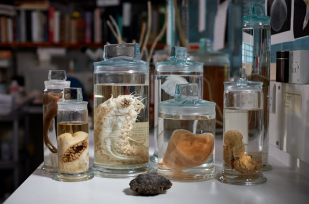 Discovered: 5000 sea animals no one knew existed