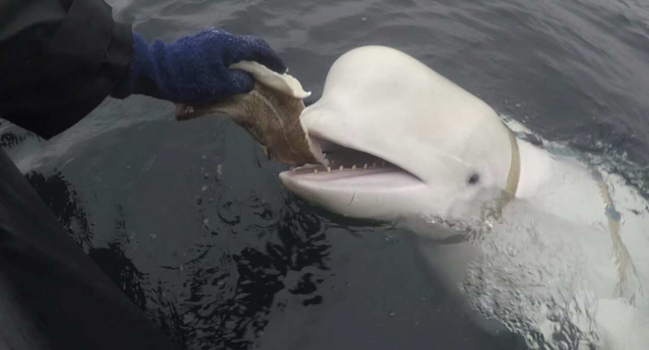 This is How Marine Mammals are Used for Secret Warfare Missions