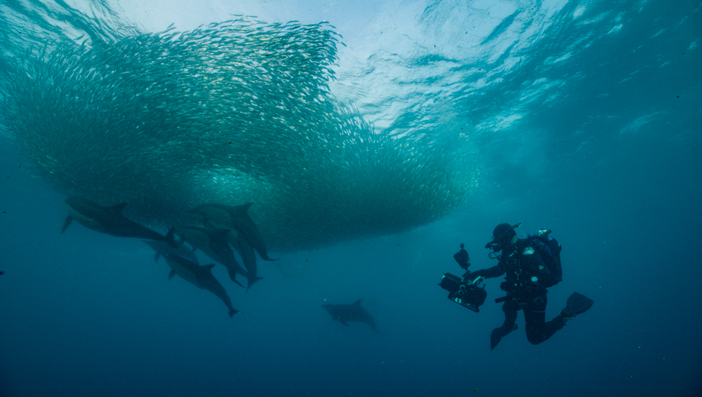 A Dive into a Vibrant Ecosystem