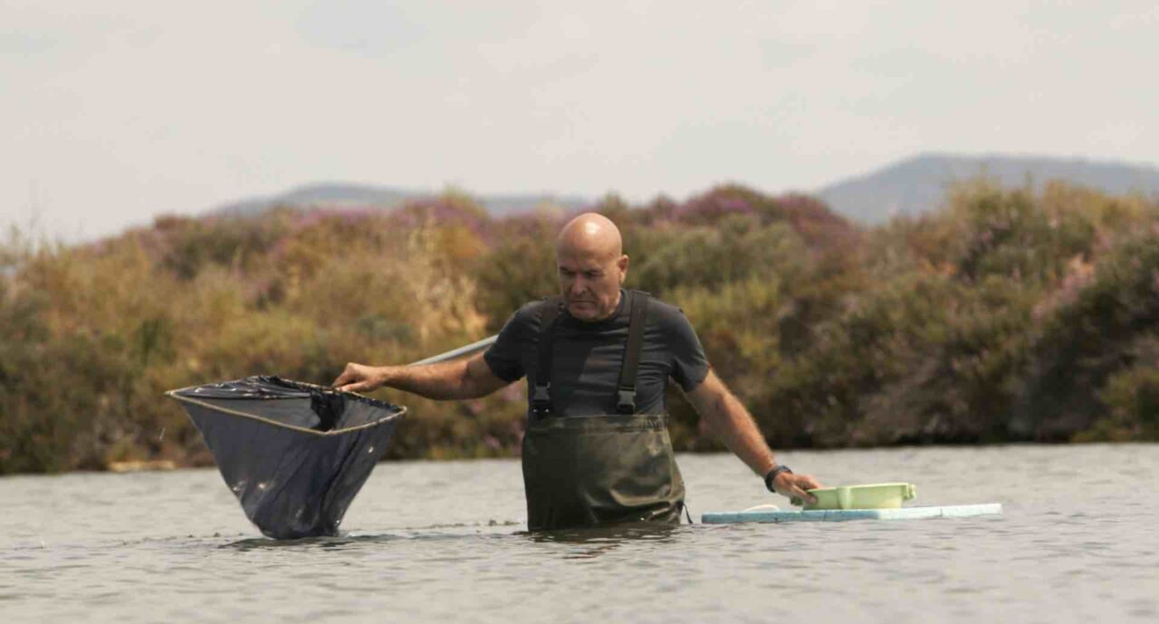 Saving Seahorses