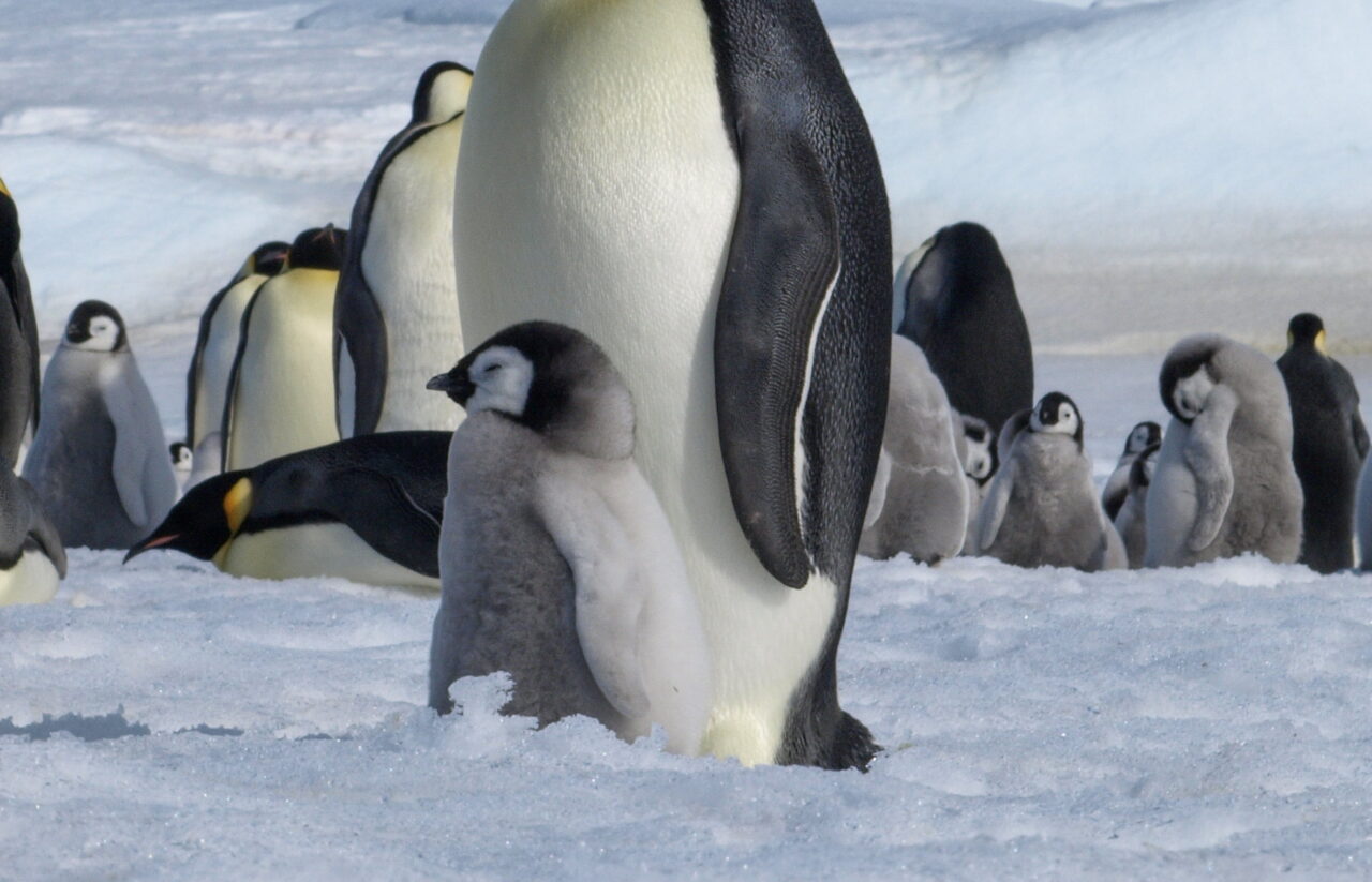 Baby Penguins drowned when ice melted