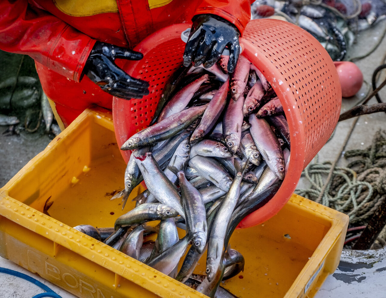 EU proposes a stop to herring fishing