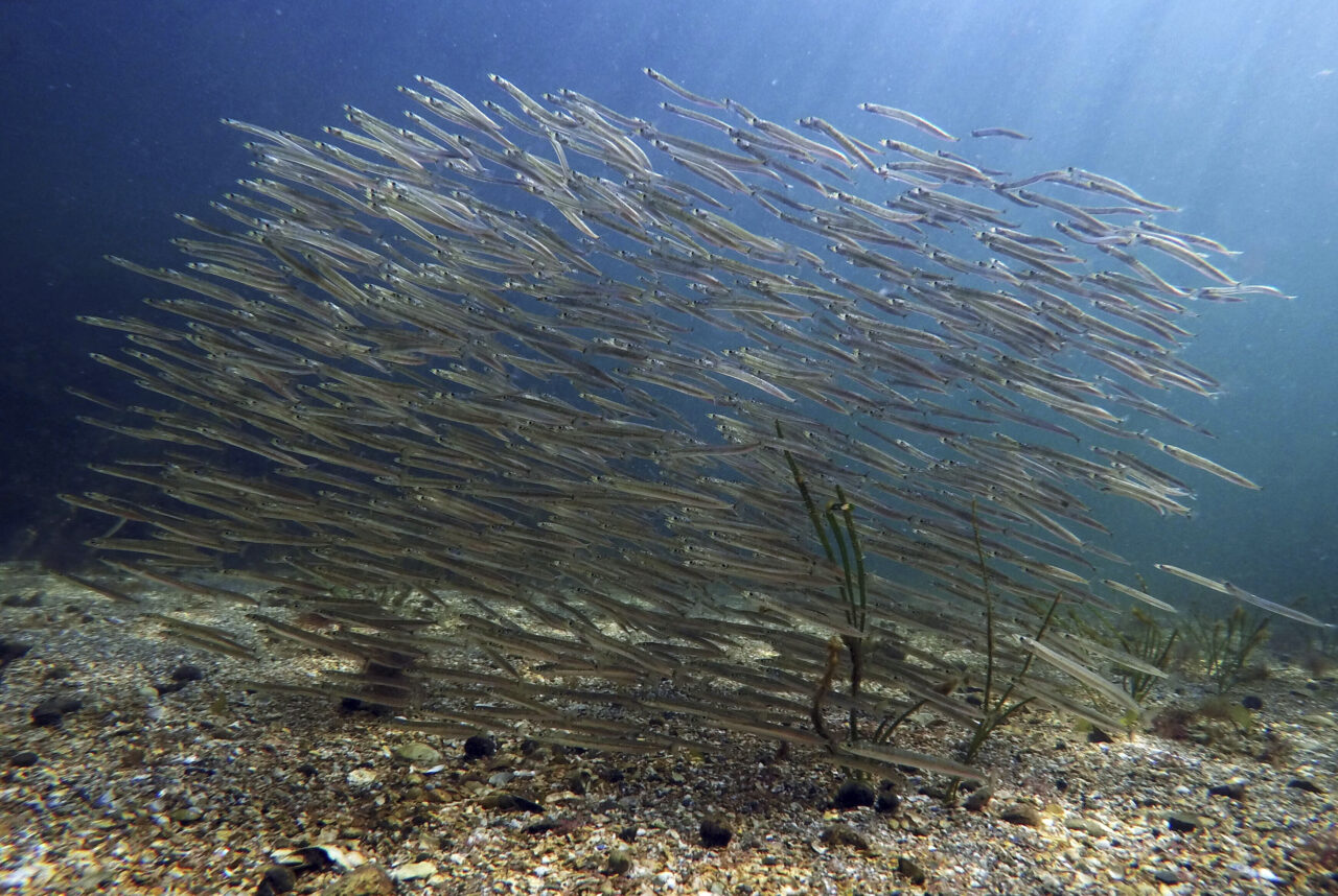 Fiskarna i havet krymper men blir fler