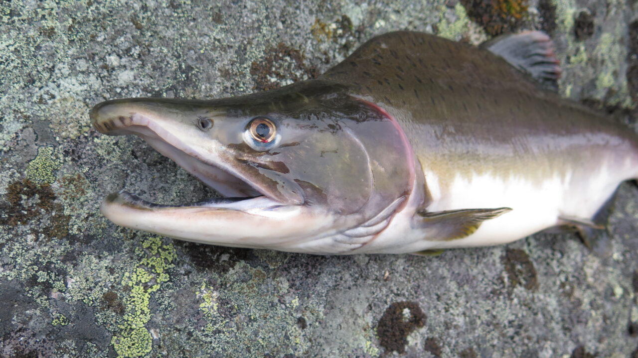 Russian Monster Salmon is Spreading in Sweden