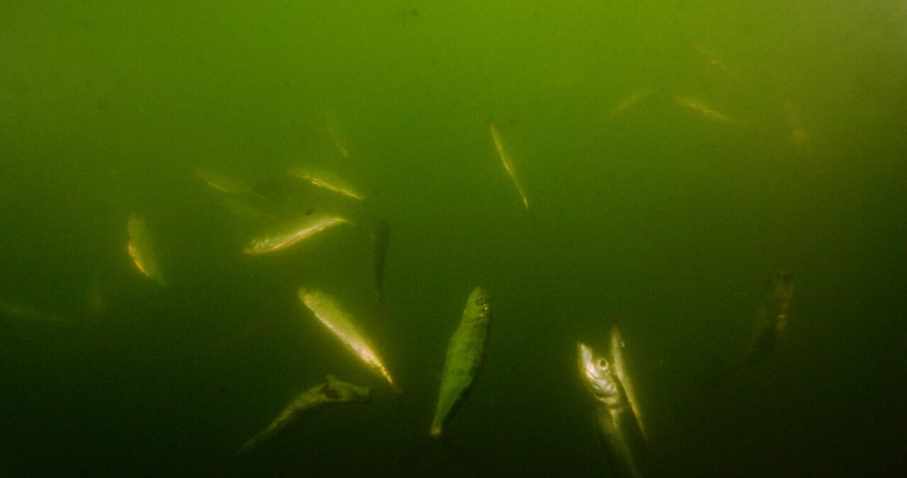Urgent Situation for the Baltic Herring – the Fish You Should Skip