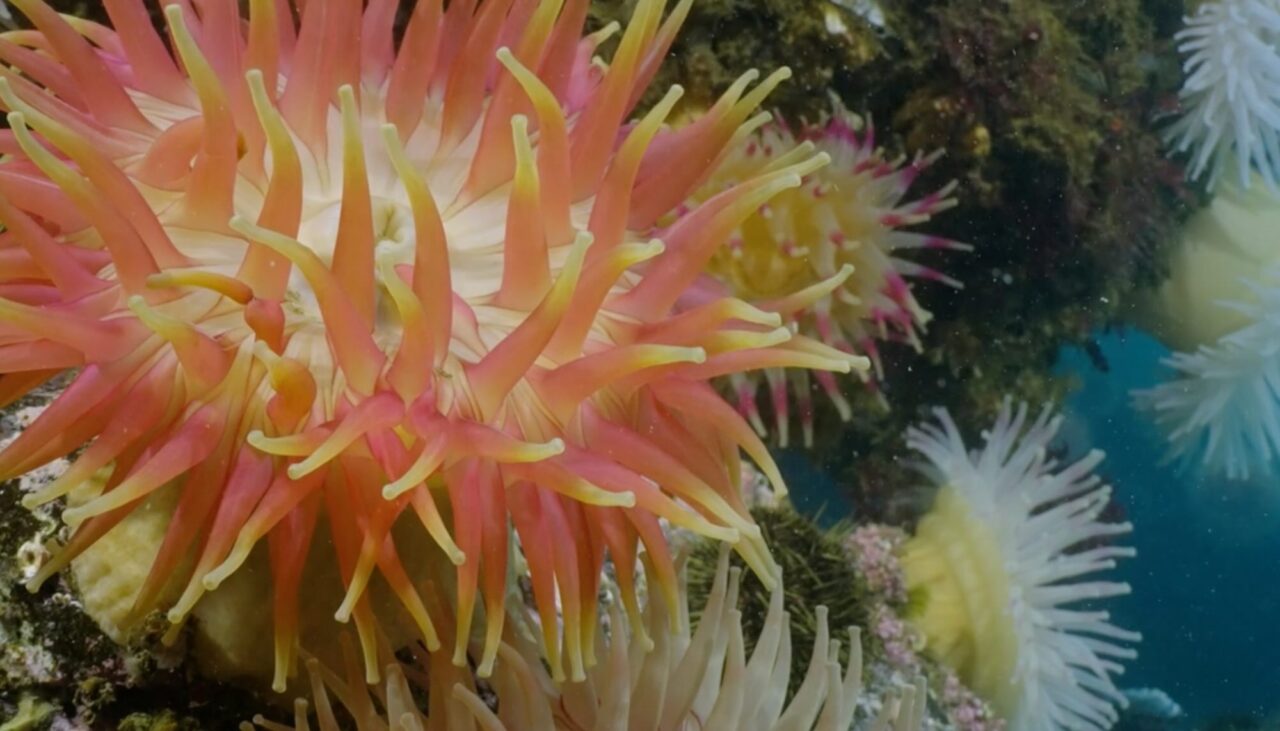 Citizen Power – Saving Kelp Forests
