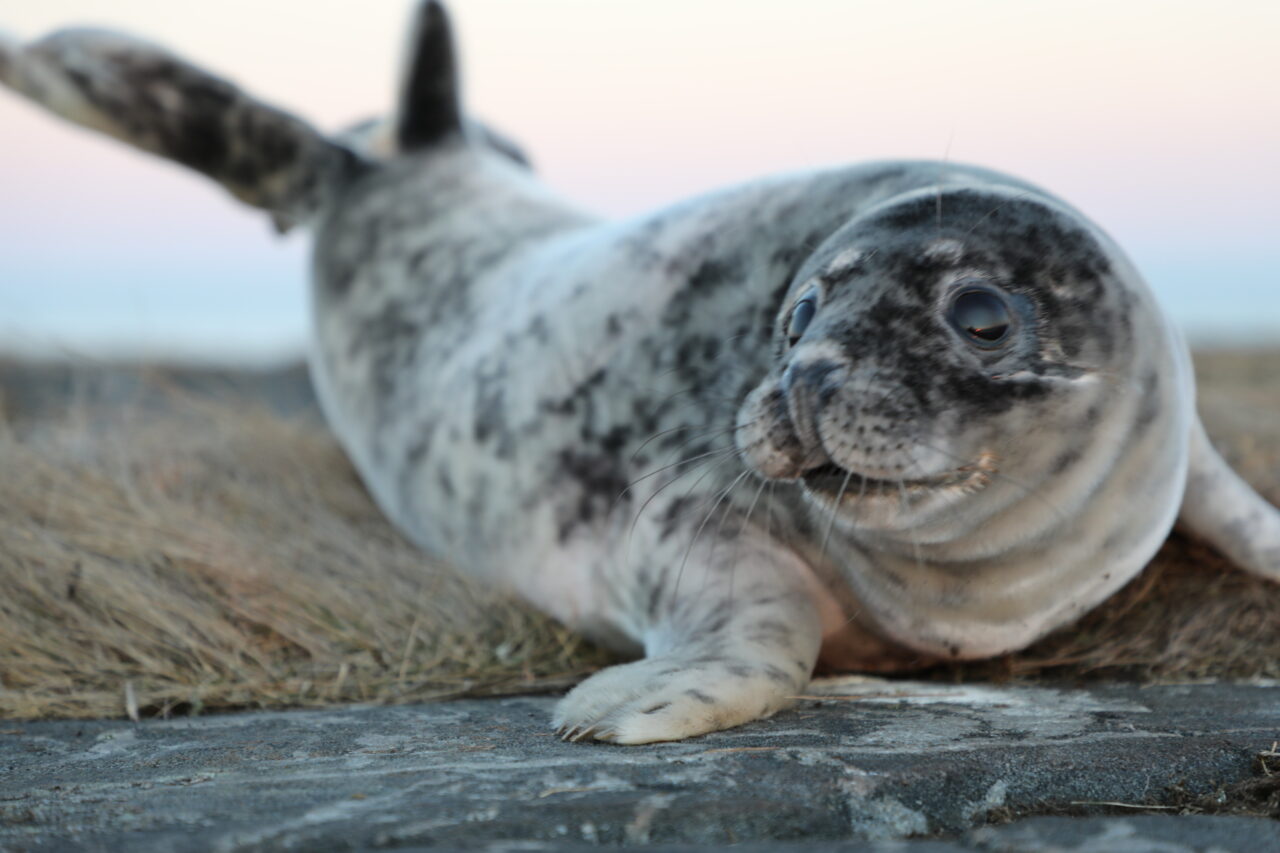 Part 2 Seal hunting in the north is a unique phenomenon