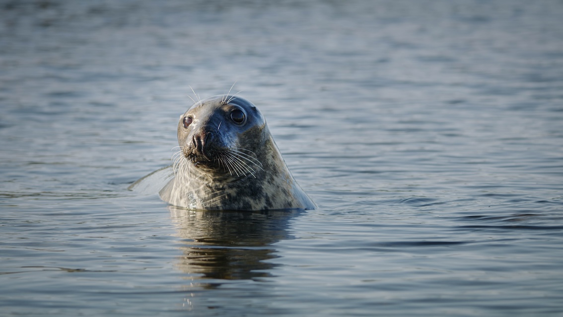 Sweden have three different seal species, read more about them