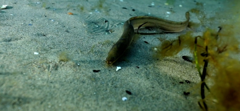 Concern for the eel in fishing agreements