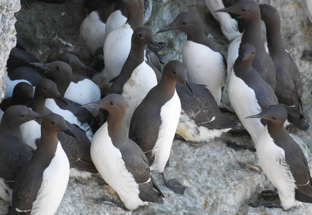 Several large animals in the Baltic Sea have become emaciated