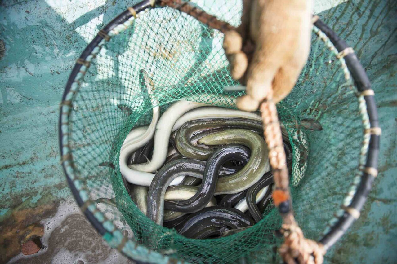 Regeringen öppnar för mer ålfiske