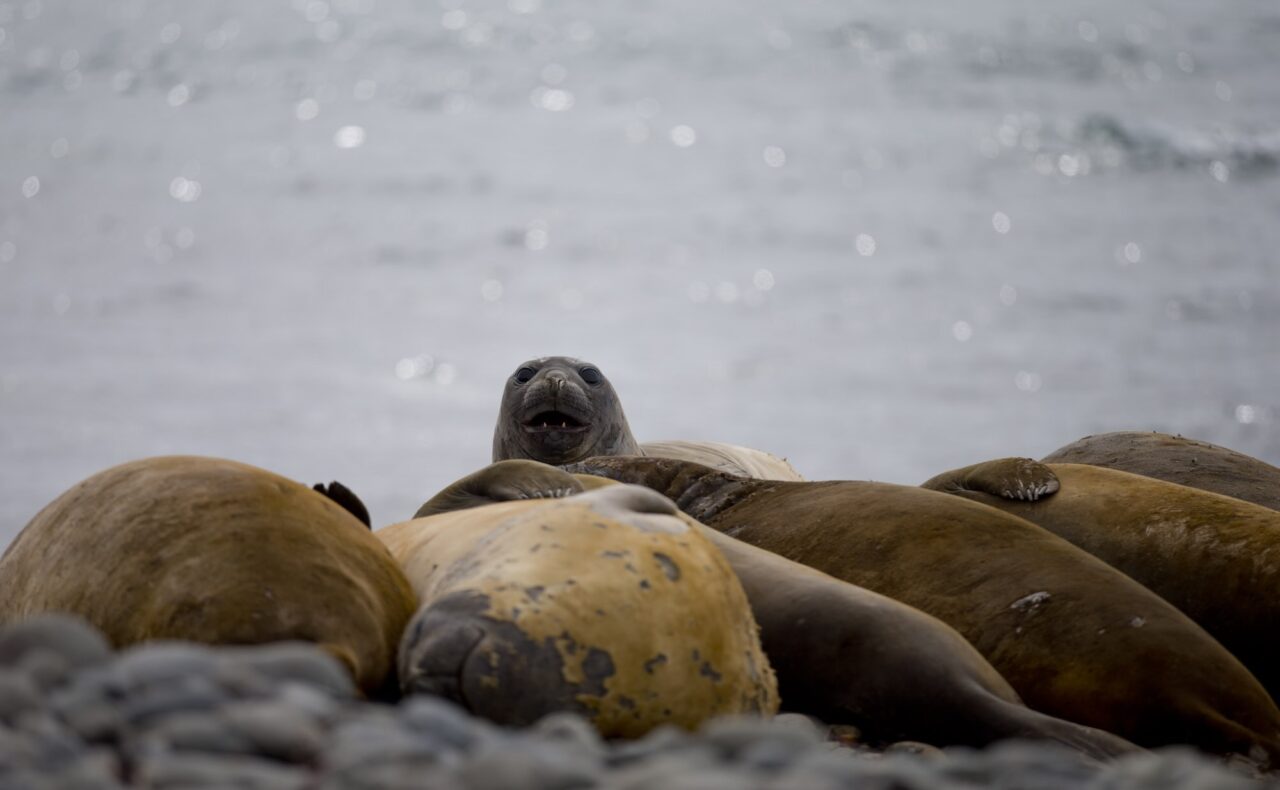 Bird flue in seals near Antarctica