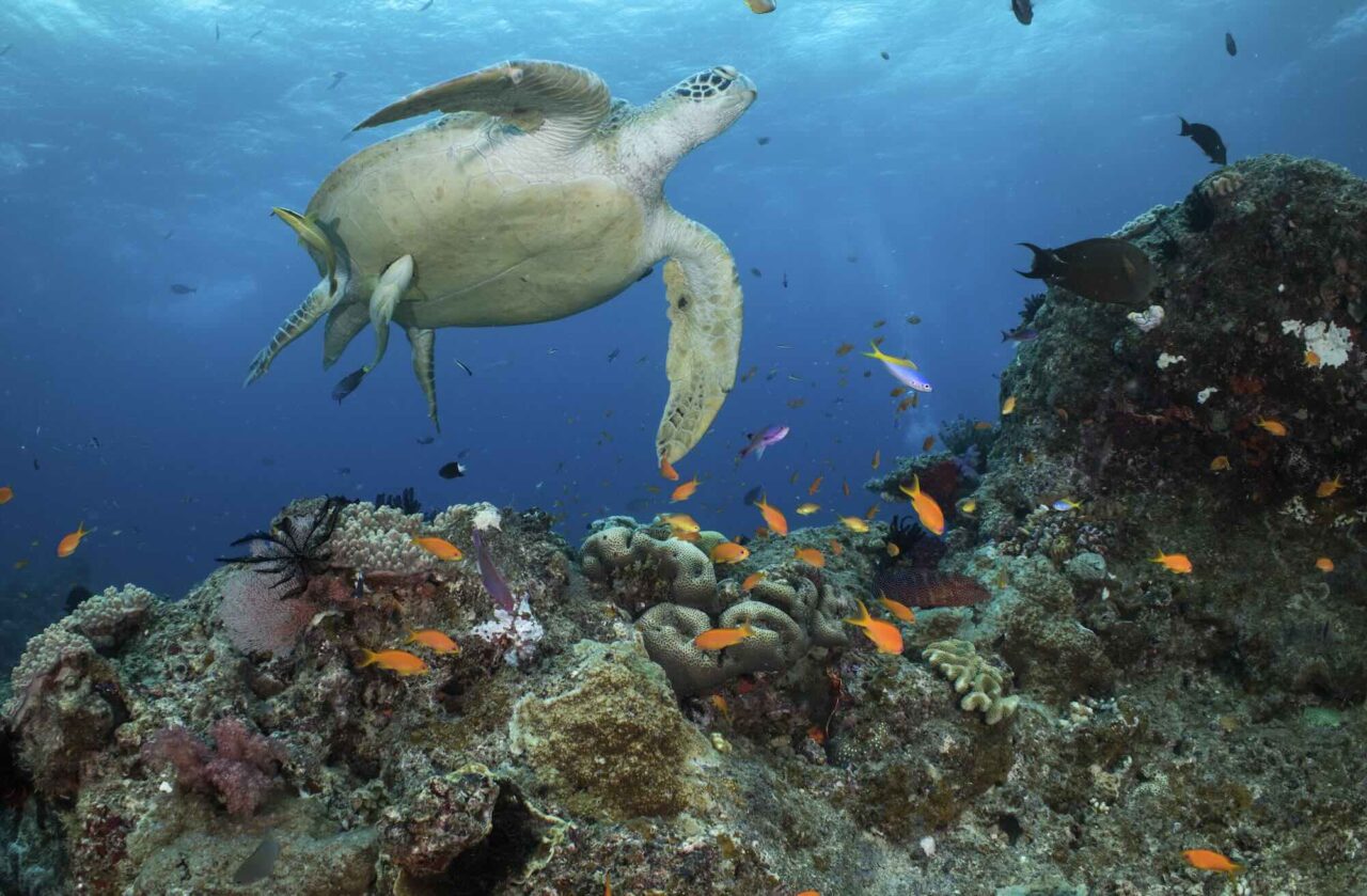 The alarm: Migratory animals are at risk of extinction