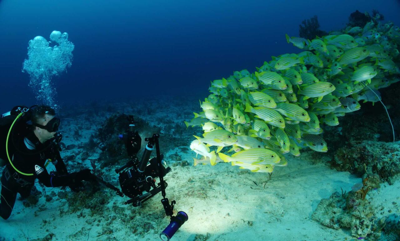 A dive in paradise