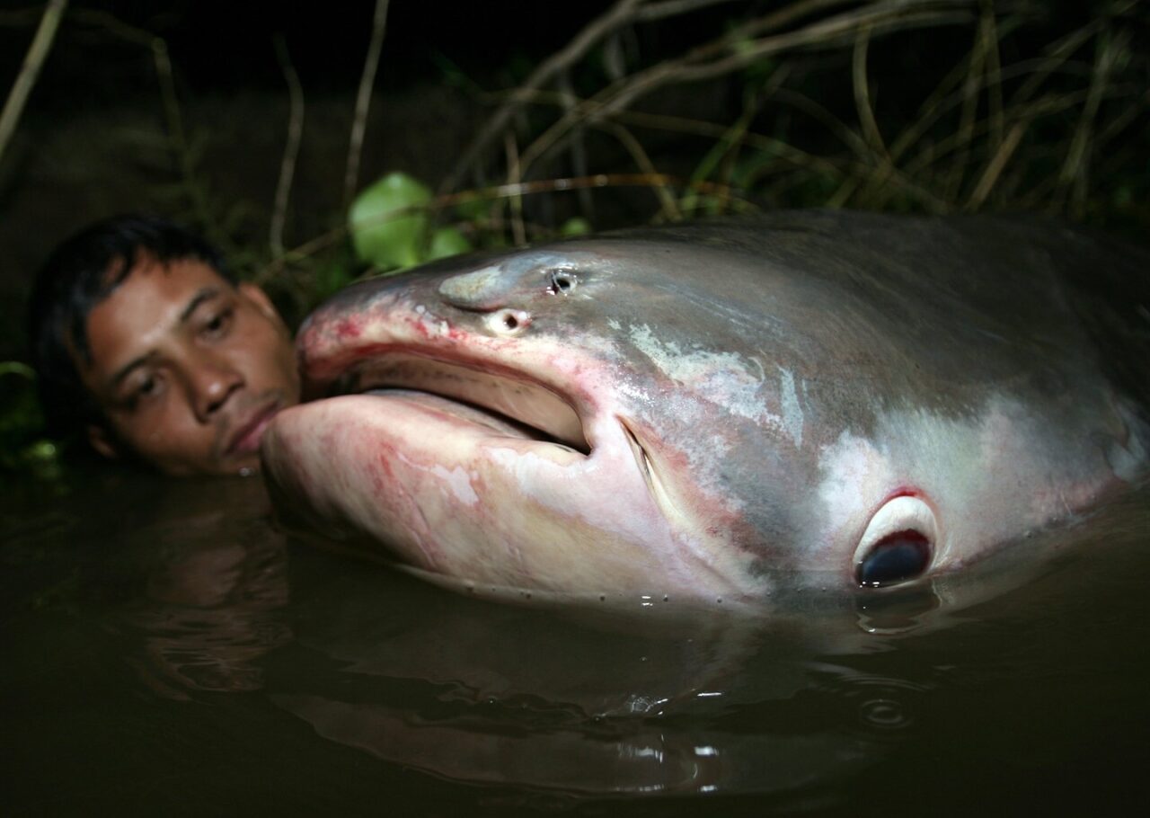 Fish species in the Mekong river are threatened with extinction – says WWF