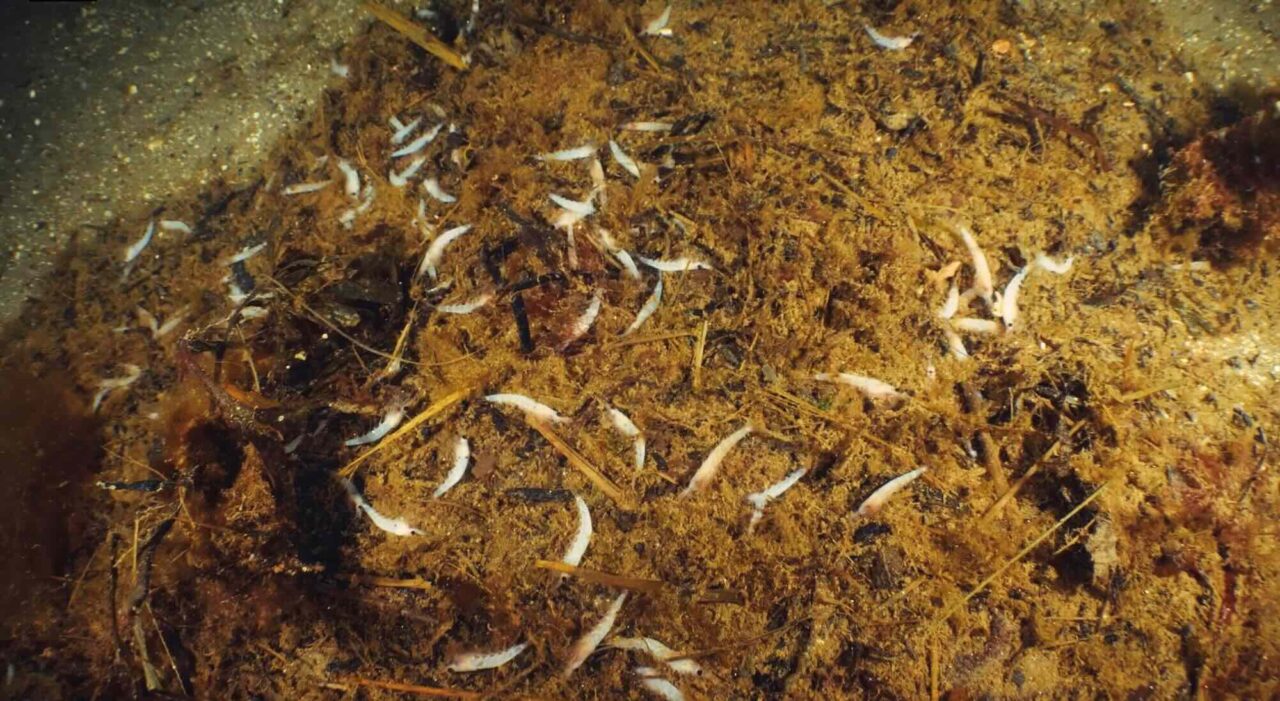 Drivor av död krill i Gullmarn