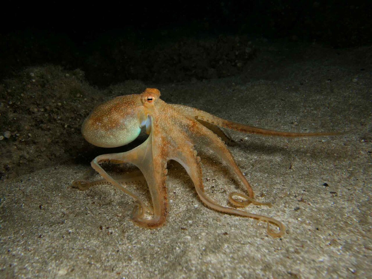 Octopuses Lose Vision – When the Ocean Gets Warmer