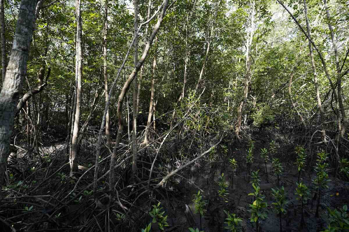 Mangroveträsk går mot kollaps