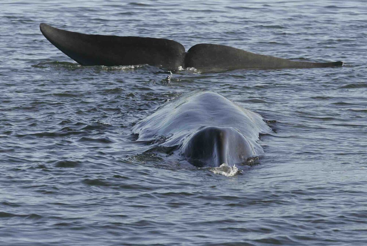 Iceland’s Hunt for Whales Continues