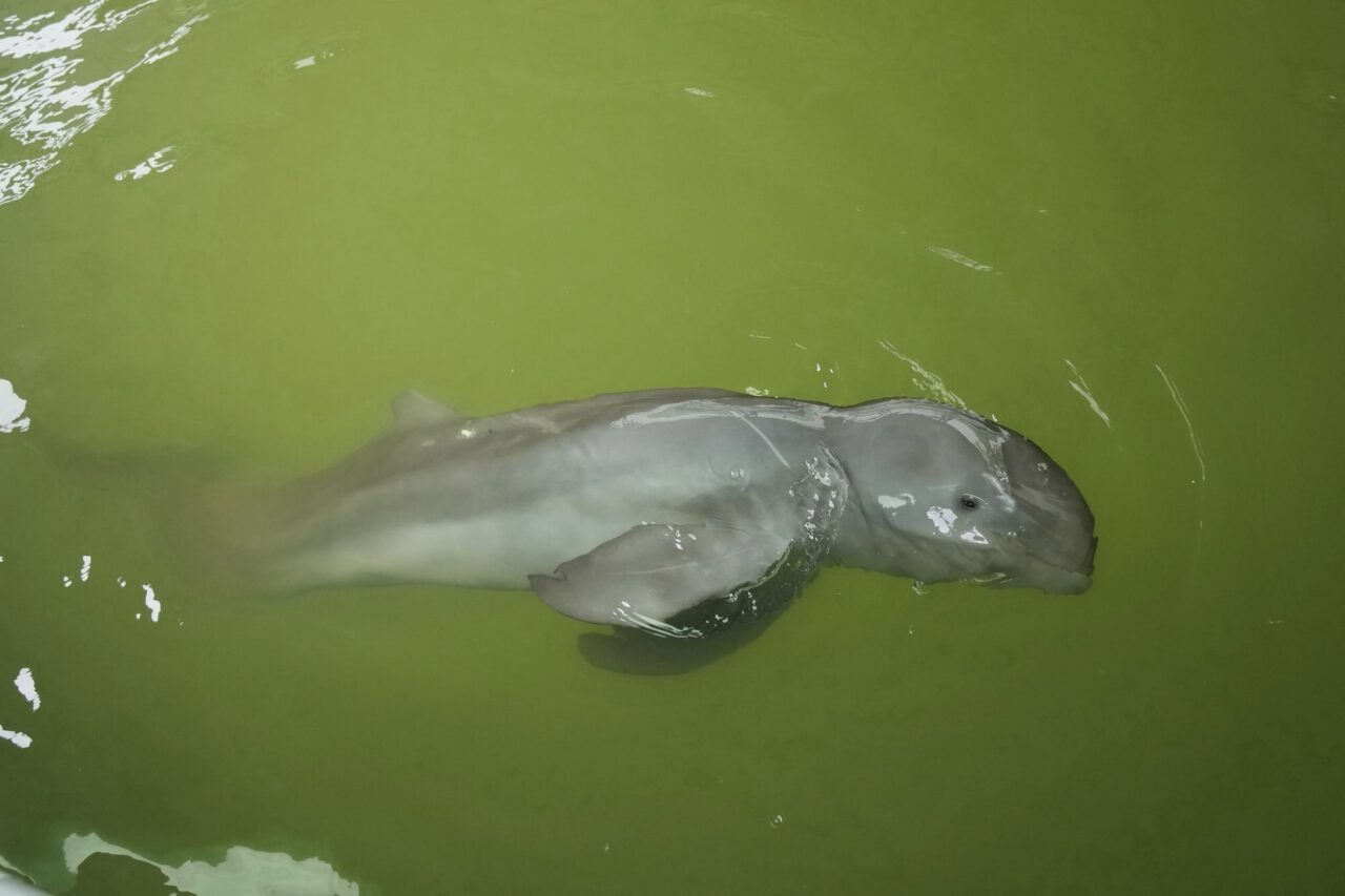 New Hope for Endangered Dolphins