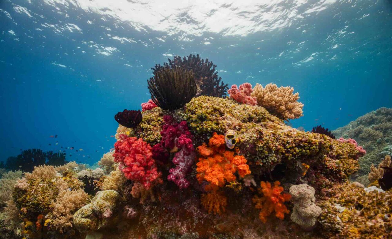 Efterskänkt skuld ska rädda korallrev i Indonesien