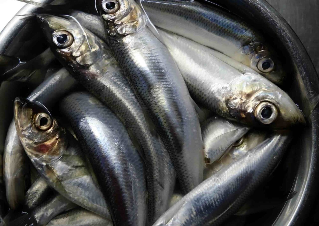 Omstritt fiskeförslag stoppat i EU