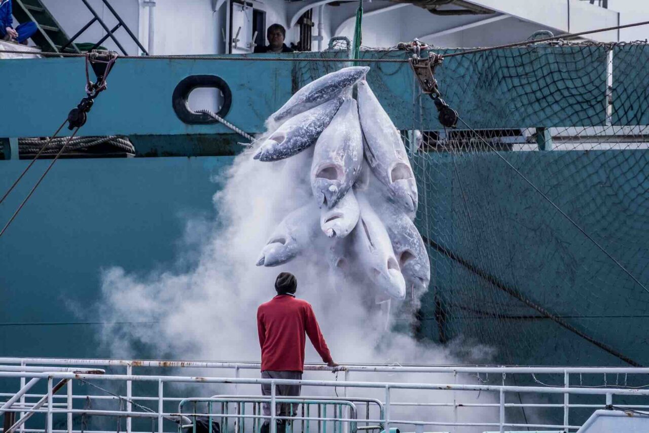 Swedish Researchers Reveals the “Fish Taxi”-Owners (TT)