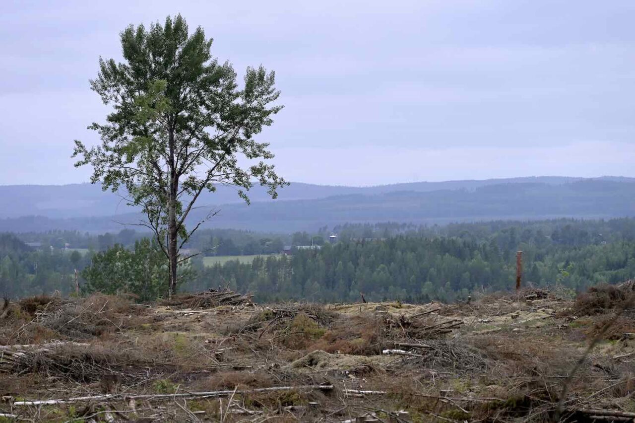 Företag ser inte vinsten med att rädda naturen (TT)